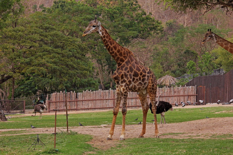 Thailand, Pattaya, Khao Kheow Open Zoo